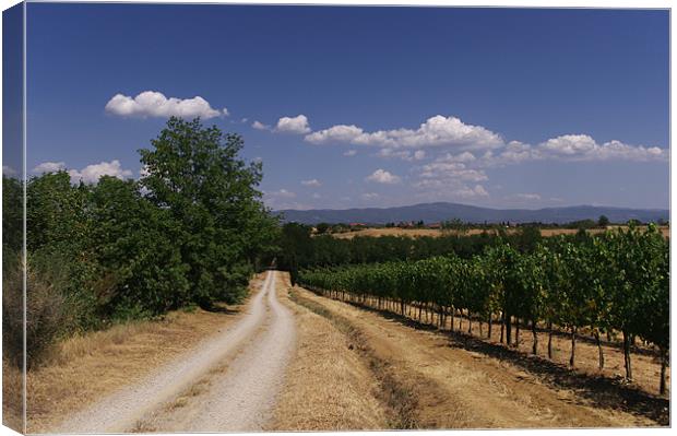 Tuscan Vineyard's Enchanting Narrative Canvas Print by Steven Dale