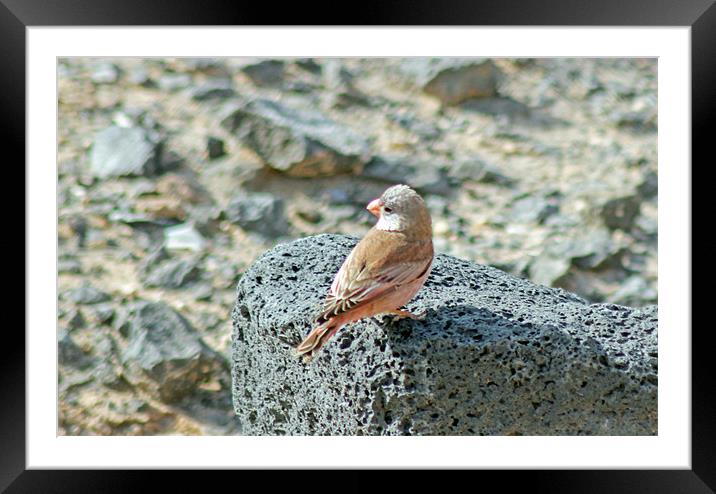 Trumpeter Finch Framed Mounted Print by Tony Murtagh