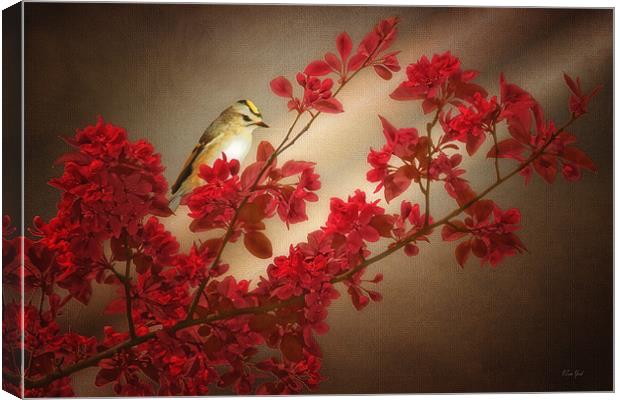 GOLD CREST ON A TREE BRANCH Canvas Print by Tom York