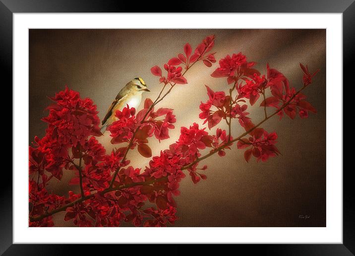 GOLD CREST ON A TREE BRANCH Framed Mounted Print by Tom York