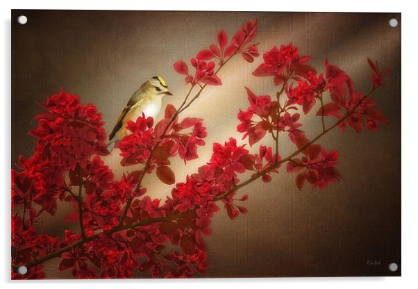GOLD CREST ON A TREE BRANCH Acrylic by Tom York
