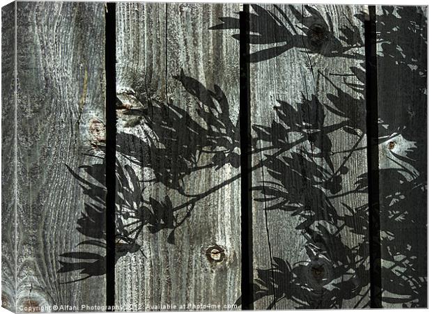 Olive wood Canvas Print by Alfani Photography