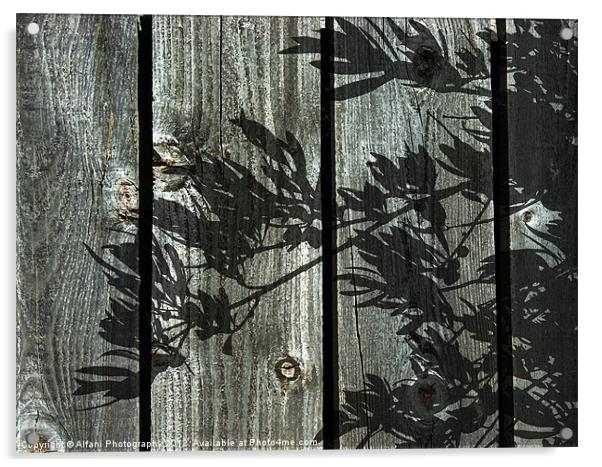 Olive wood Acrylic by Alfani Photography