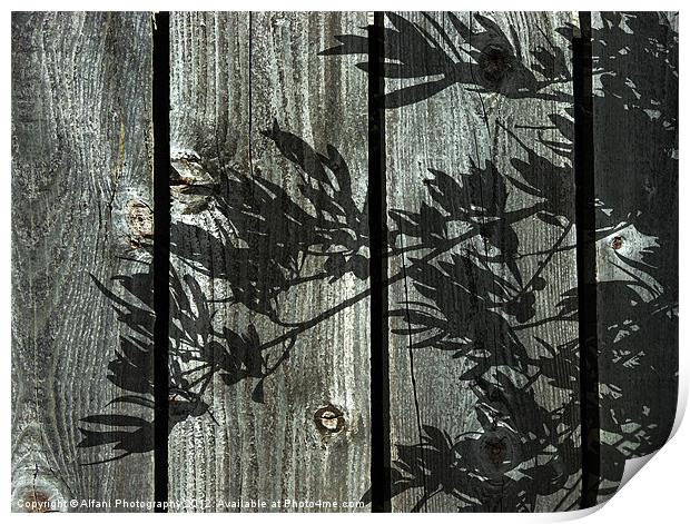 Olive wood Print by Alfani Photography