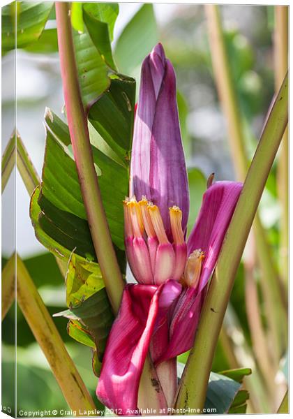 pink banana flower with fruit Canvas Print by Craig Lapsley