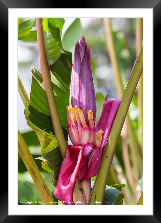 pink banana flower with fruit Framed Mounted Print by Craig Lapsley