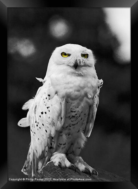 Snowy Owl Framed Print by Philip Pound