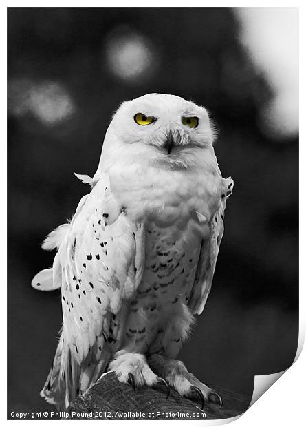 Snowy Owl Print by Philip Pound