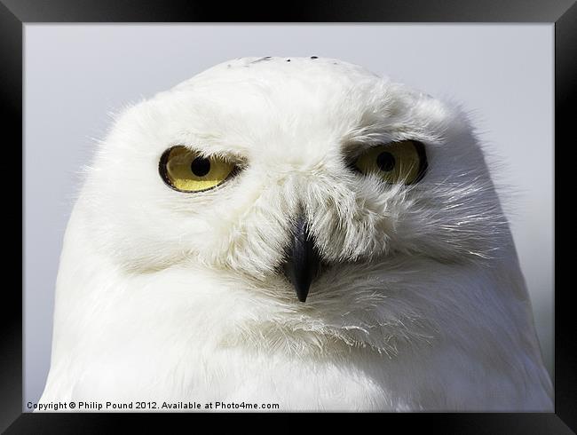 Snowy Owl Portrait Framed Print by Philip Pound