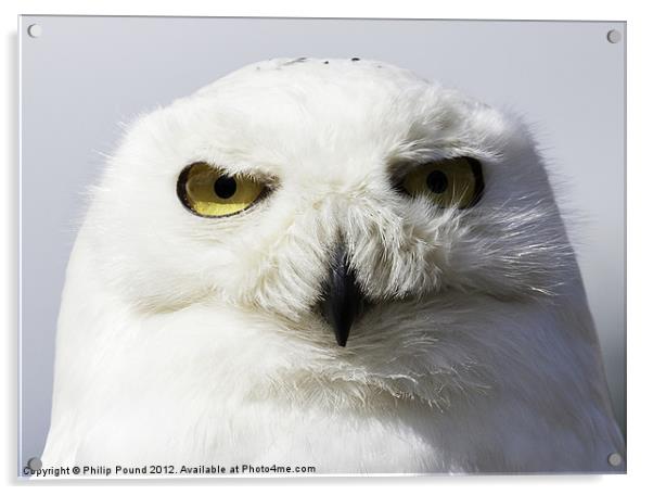 Snowy Owl Portrait Acrylic by Philip Pound