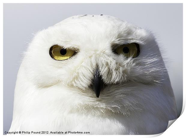 Snowy Owl Portrait Print by Philip Pound