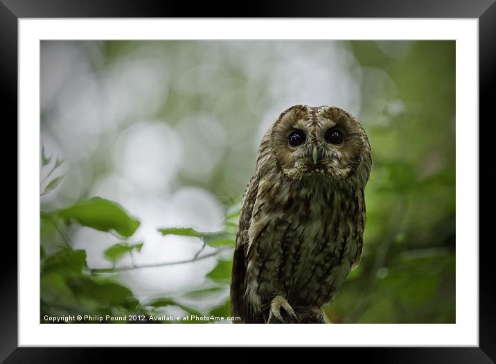 Tawny Owl Perched in Tree Framed Mounted Print by Philip Pound