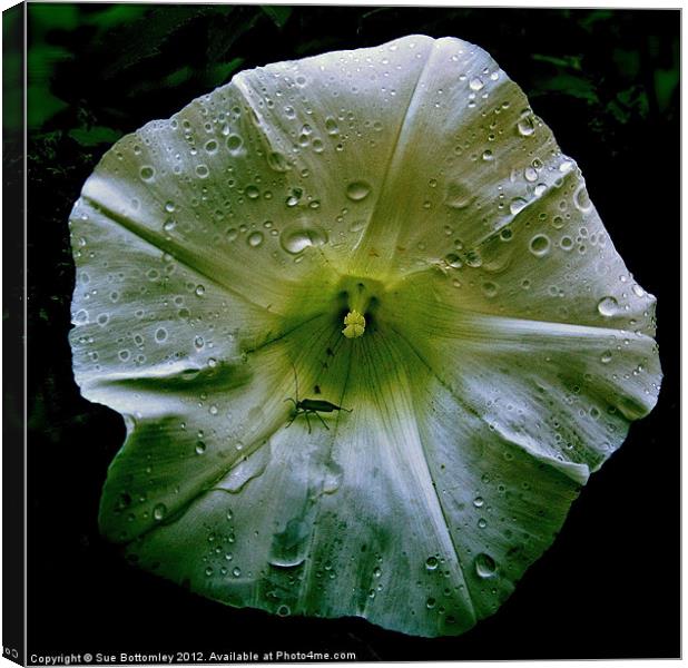 Green fly drinking raindrops Canvas Print by Sue Bottomley