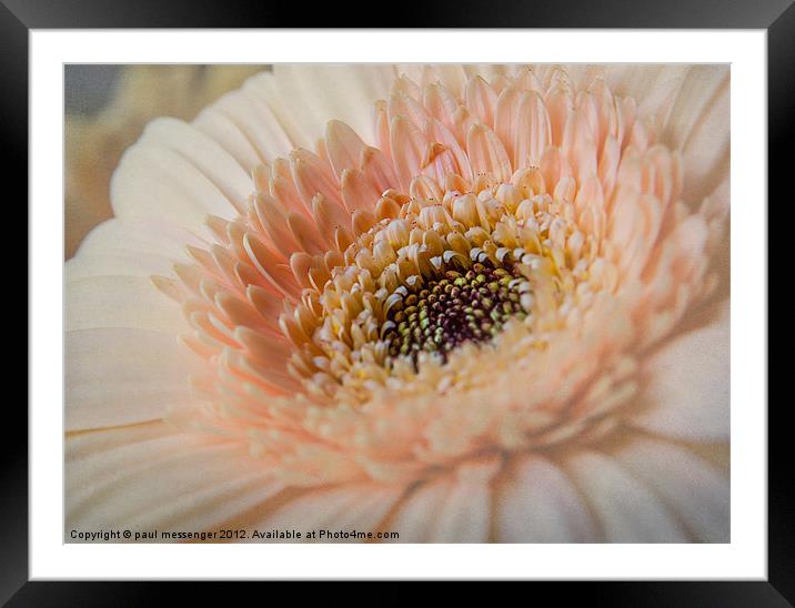 Soft Pink Framed Mounted Print by Paul Messenger