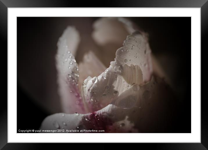 Pink Tulip Framed Mounted Print by Paul Messenger