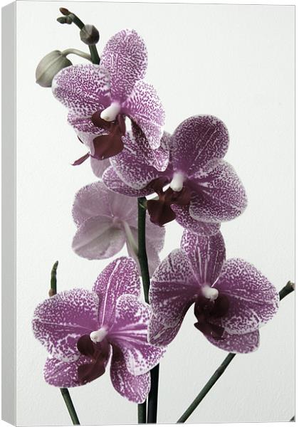 Vintage Cymbidium Orchid Canvas Print by Kevin Warner