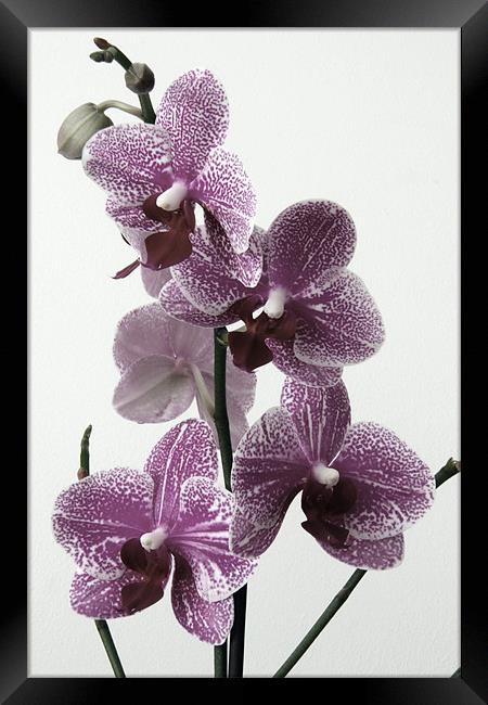 Vintage Cymbidium Orchid Framed Print by Kevin Warner