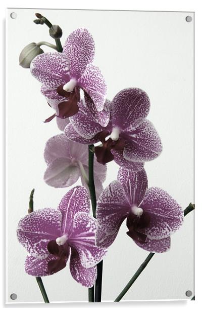 Vintage Cymbidium Orchid Acrylic by Kevin Warner