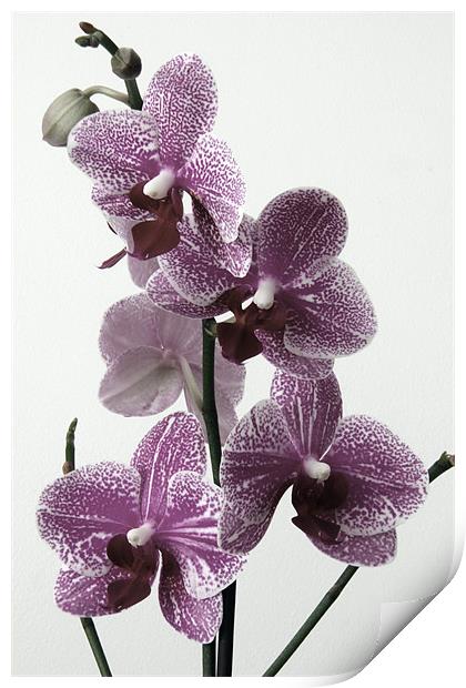 Vintage Cymbidium Orchid Print by Kevin Warner