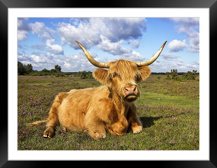 Highland Cattle in New Forest Framed Mounted Print by Jennie Franklin