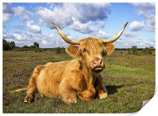 Highland Cattle in New Forest Print by Jennie Franklin