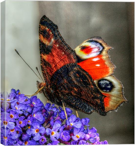 The Peacock Butterfly Canvas Print by stephen walton