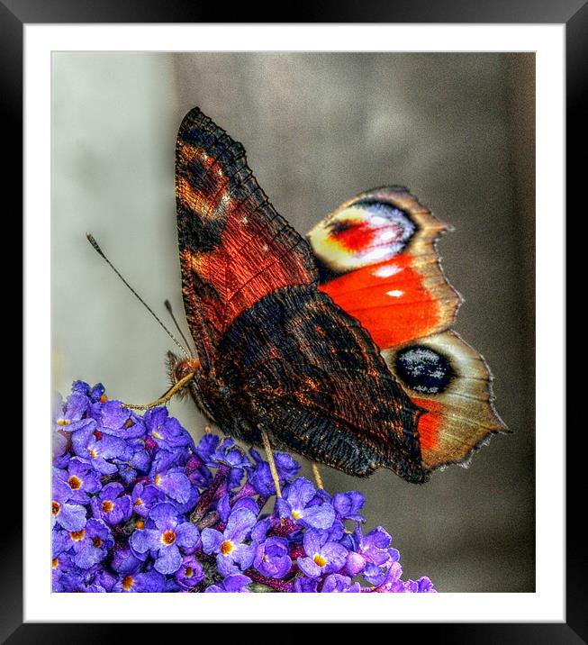 The Peacock Butterfly Framed Mounted Print by stephen walton