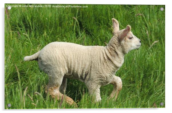 Happy Lamb Acrylic by John McCoubrey