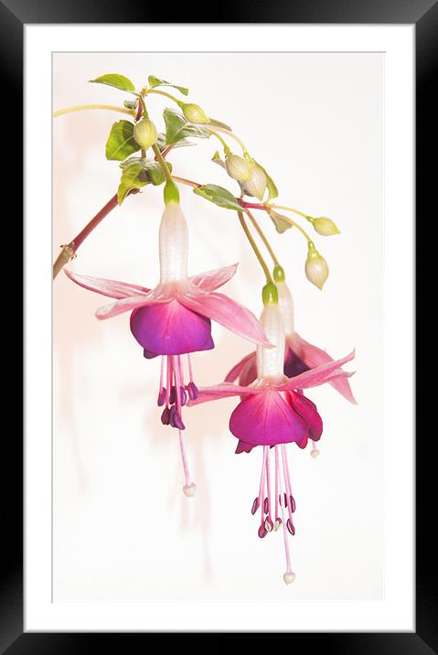 Fuchsia Framed Mounted Print by Clive Eariss
