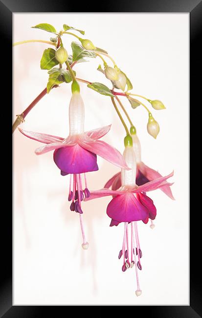Fuchsia Framed Print by Clive Eariss