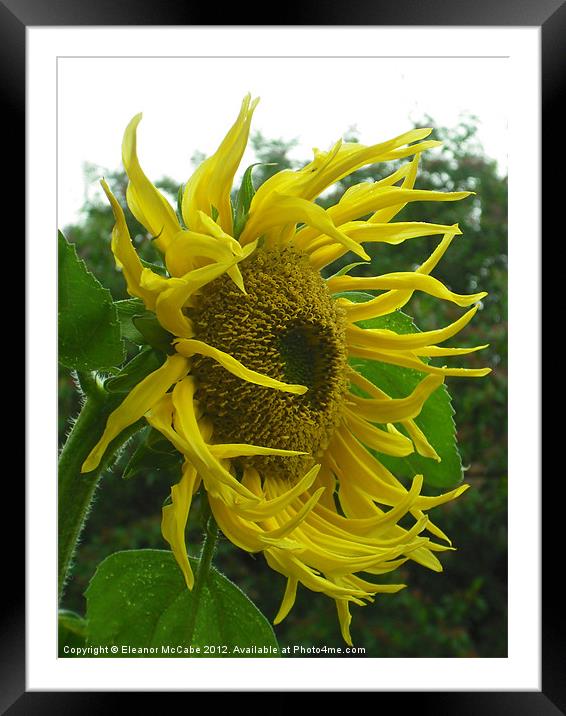 Windy Sunflower! Framed Mounted Print by Eleanor McCabe