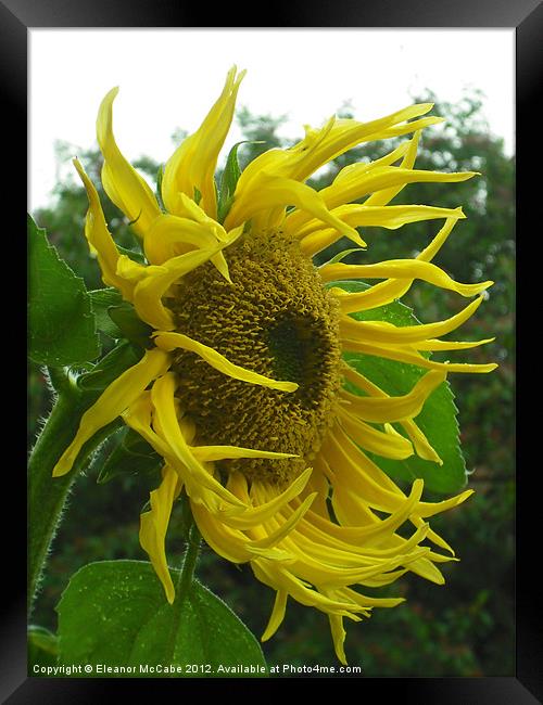 Windy Sunflower! Framed Print by Eleanor McCabe