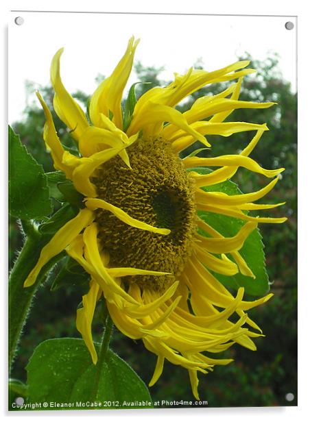 Windy Sunflower! Acrylic by Eleanor McCabe