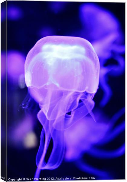 Neon Jellyfish Canvas Print by Sean Wareing