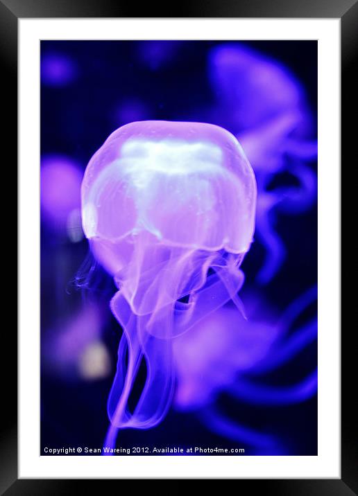 Neon Jellyfish Framed Mounted Print by Sean Wareing