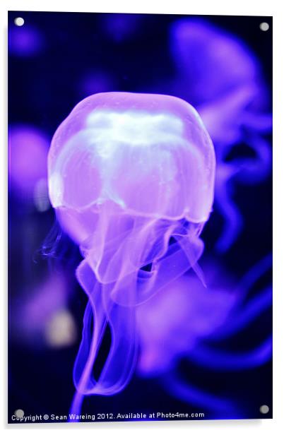 Neon Jellyfish Acrylic by Sean Wareing