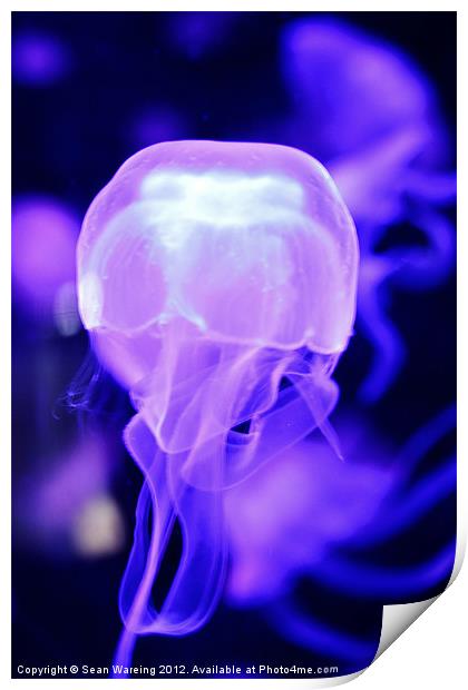 Neon Jellyfish Print by Sean Wareing