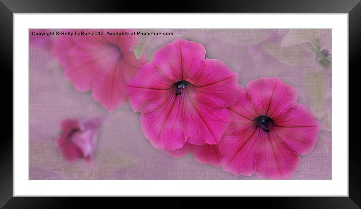 Pink Petunias Framed Mounted Print by Betty LaRue