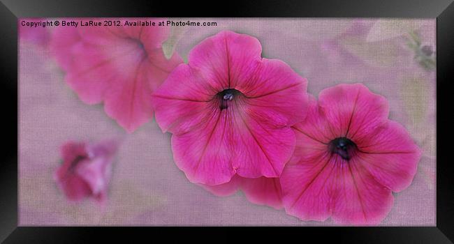 Pink Petunias Framed Print by Betty LaRue