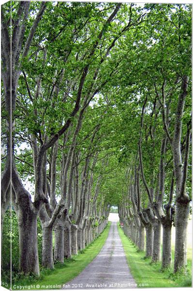 FRENCH COUNTRY LANE Canvas Print by malcolm fish
