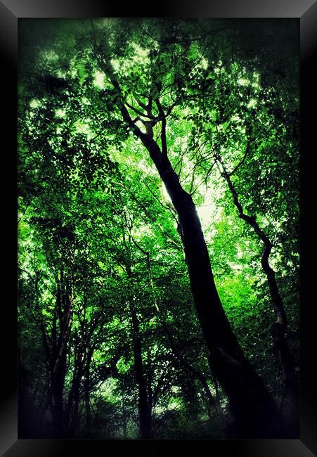 Under the Leaves Framed Print by Ian Hufton