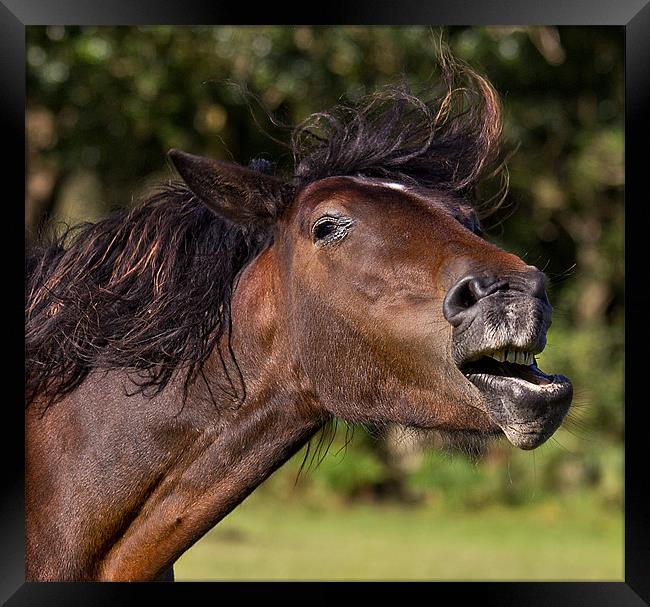 The Laughing Horse Framed Print by Jennie Franklin