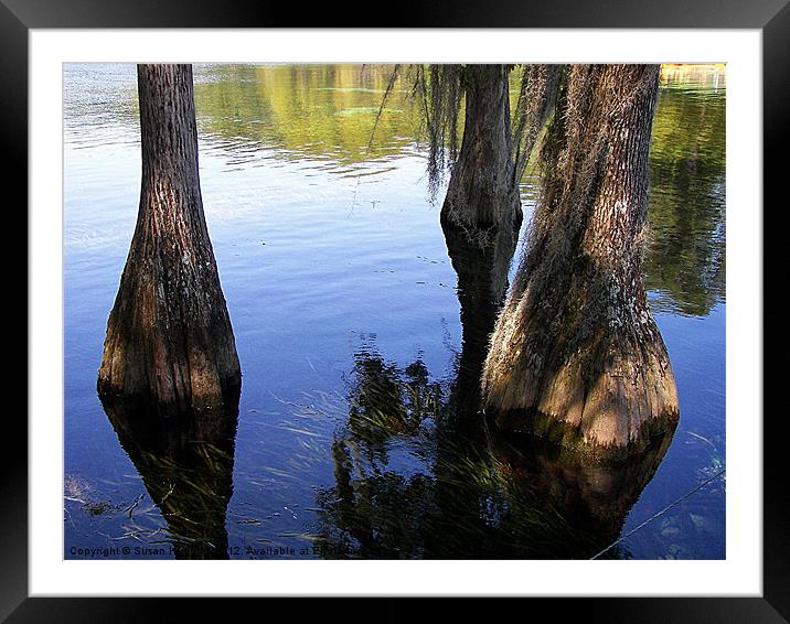 Cypress Wetlands Framed Mounted Print by Susan Medeiros