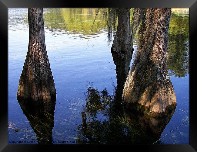 Cypress Wetlands Framed Print by Susan Medeiros