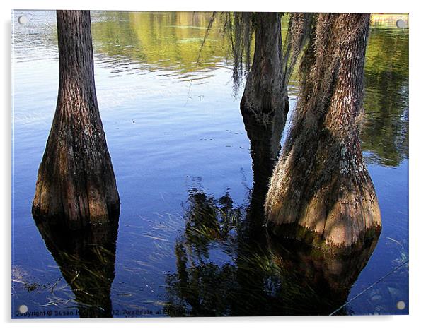 Cypress Wetlands Acrylic by Susan Medeiros
