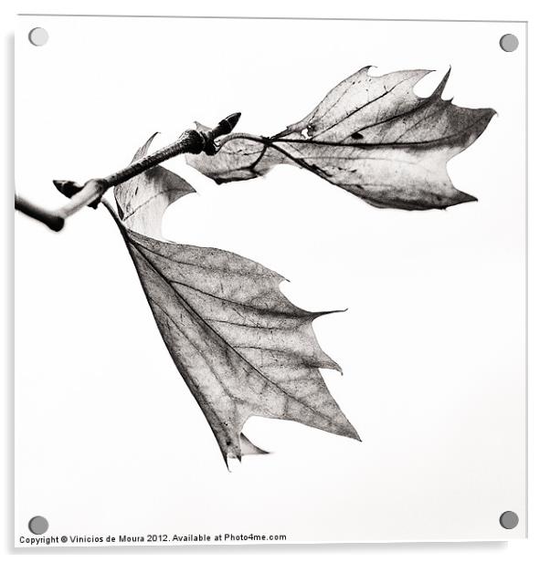 High Key Leaf Acrylic by Vinicios de Moura