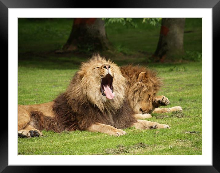 Sleeping Lions Framed Mounted Print by Brian Claridge