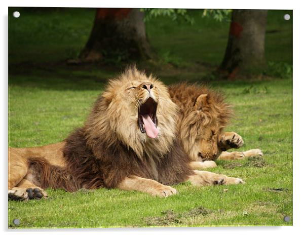 Sleeping Lions Acrylic by Brian Claridge