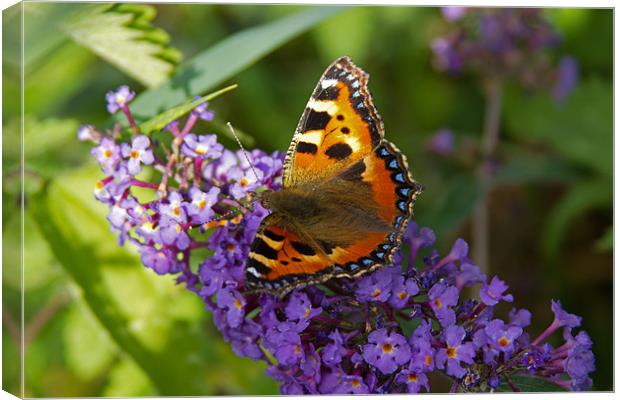 Small Tortoiseshell Butterfly Canvas Print by Bill Simpson