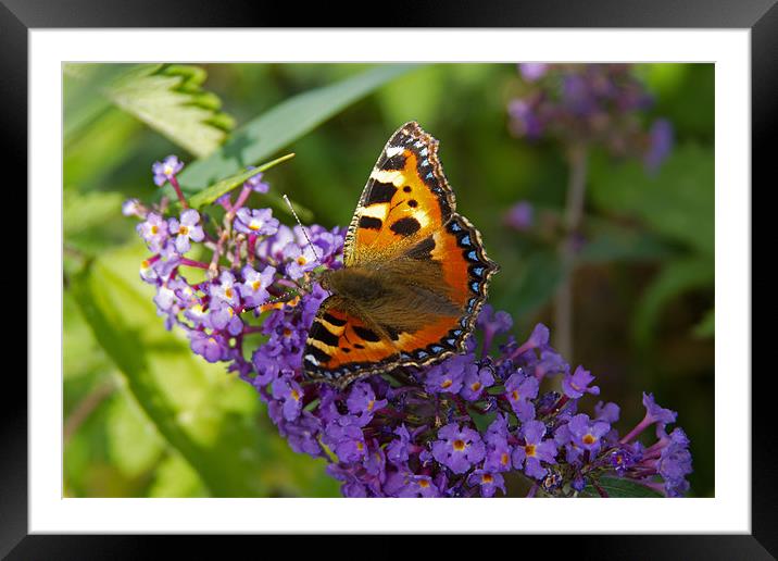Small Tortoiseshell Butterfly Framed Mounted Print by Bill Simpson